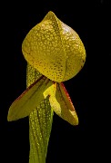 Darlingtonia  californica - California Pitcher Plant